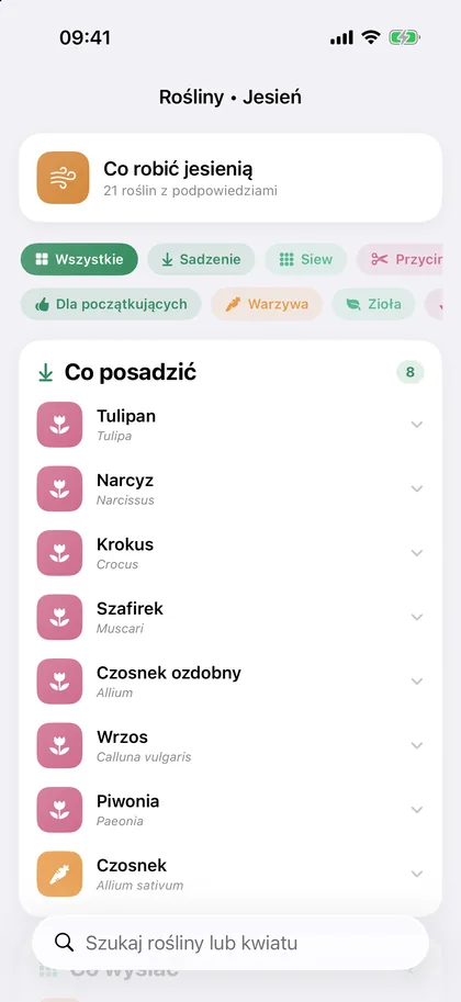 Katalog roślin na jesień: tulipan, narcyz, krokus, szafirek, czosnek ozdobny